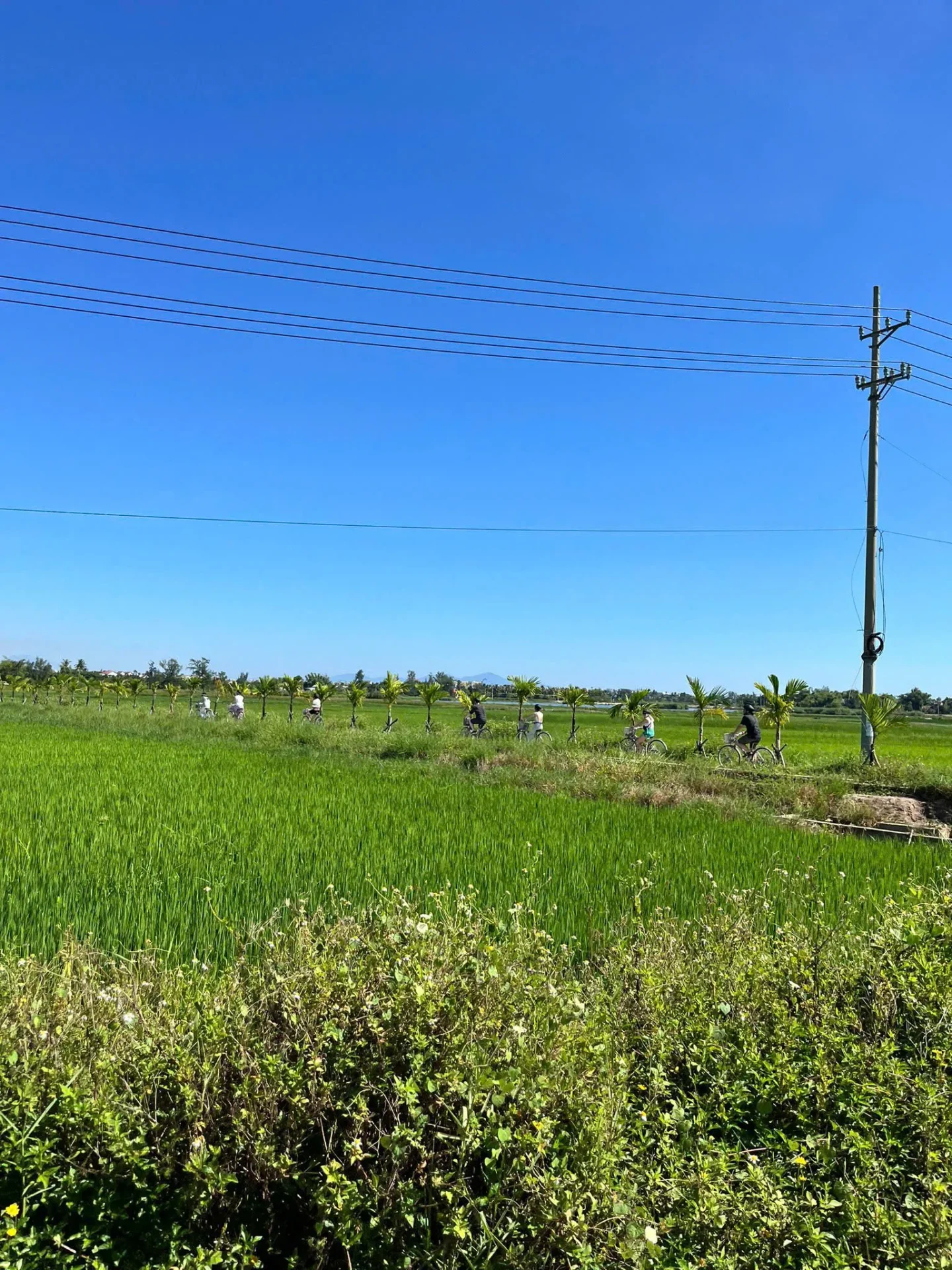 Hoi An Tour Bike