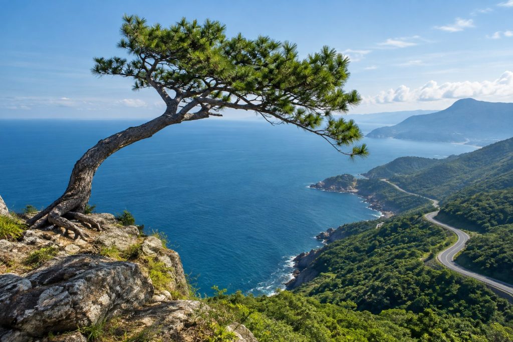 The famous lonely pine tree overlooking the ocean on Hai Van Pass